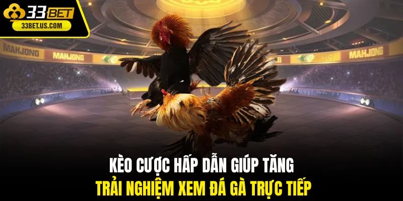 Kèo cược hấp dẫn giúp tăng trải nghiệm xem đá gà trực tiếp