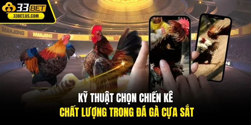 Kỹ thuật chọn chiến kê chất lượng trong đá gà cựa sắt