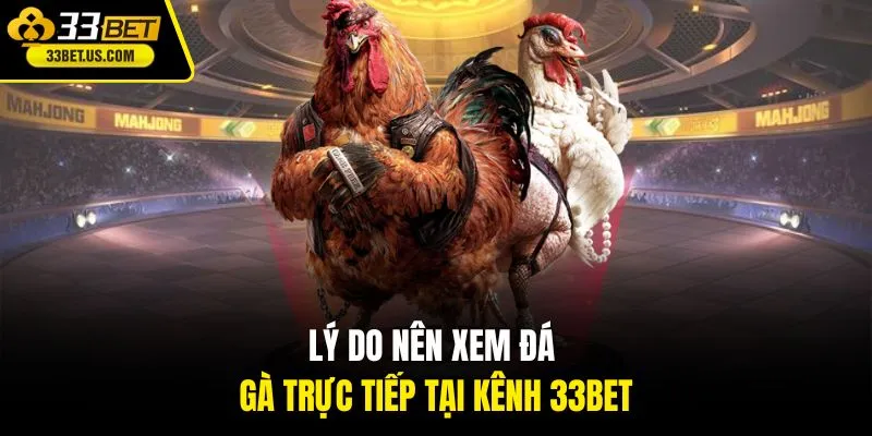 Lý do nên xem đá gà trực tiếp tại kênh 33Bet