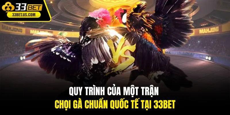 Quy trình của một trận chọi gà chuẩn quốc tế tại 33Bet